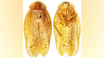 Eek! 3 new giant cockroach species found