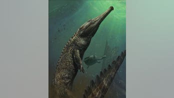 Fossil of massive crocodile found on edge of Sahara desert