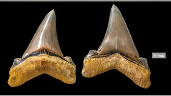 Mega-shark teeth dating back 25 million years discovered at Australian beach