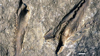 Fossil of 'monster' worm with snapping jaws discovered