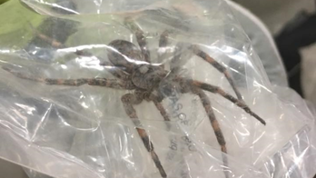 Indiana man warns locals to 'beware' of giant spiders after spotting 6-inch crawler at work