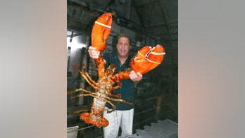 Giant lobster spared the cracker