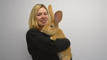 Giant Scottish rabbit seeks new home