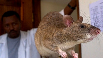 Giant rats trained to sniff out TB
