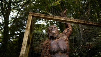 The real King Kong's downfall: Being a picky eater