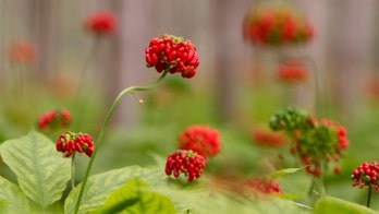Ginseng supplements linked to less cancer fatigue