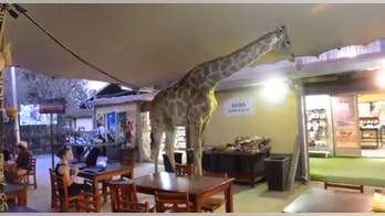 Giraffe wanders into a South African restaurant, tourists remain calm