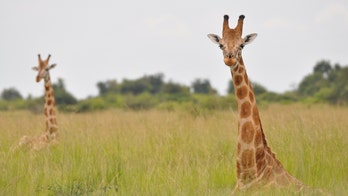 Australia zoo giraffes experience bubbles for the ‘first time’