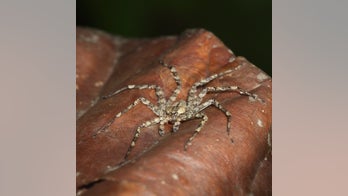 'Base jumping' spider soars from rainforest treetops