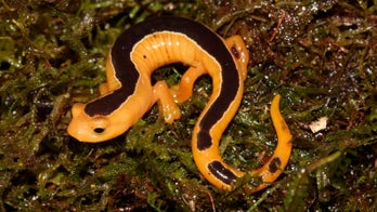 'Lost' salamander rediscovered after 42 years