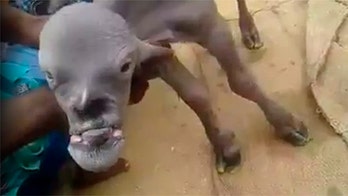 'Demon goat' appears in India, terrifying village with human-like face