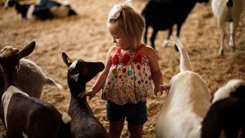 Volunteers will be used to cuddle, feed goats at Virginia farm