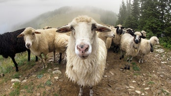 Ralph Lauren to stop using mohair in all garments