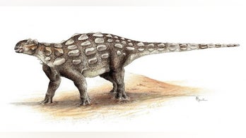 How armored dinosaur got its bone-bashing tail
