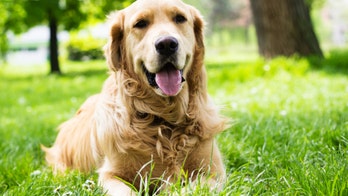 Boy's golden retriever can detect his seizures hours in advance