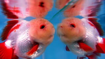 Your fish will feel so fancy in this 3D-printed aquarium