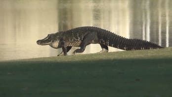 Alligators parade across Florida golf course on video