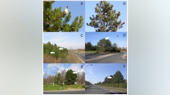 How Google Street View could fight invasive species