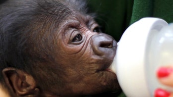 Baby gorilla delivered by C-section at UK zoo