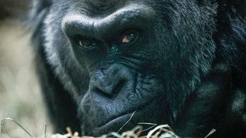 Oldest known living gorilla in US turns 60