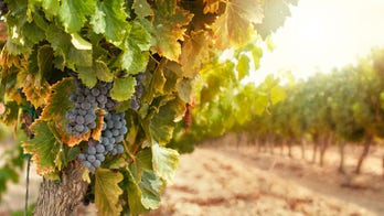 5 wine grapes that need to get more respect