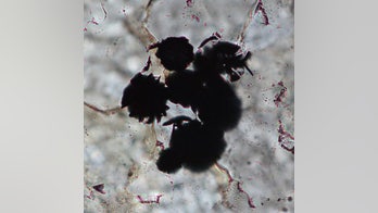 Oldest evidence of life found in 3.95-billion-year-old rocks