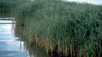 $10G to watch grass grow: Coburn report details worst examples of gov't waste