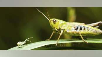 Rancher rips Utah teacher's climate assignment encouraging kids to eat bugs over beef: 'Junk science'