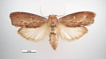 Moth with ultrasonic hearing discovered