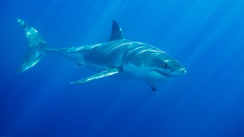 16-foot great white shark interrupts boat party