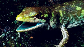 Green-blooded lizards pose evolutionary puzzle
