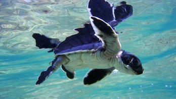 113 dead sea turtles washed up on Mexico beach, and no one knows why