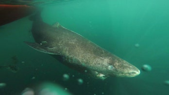 Greenland shark could have lived for up to 400 years, scientists say