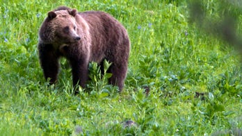 Montana hiker survives 2 attacks by the same bear, sheriff says