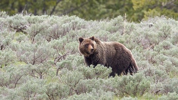 Musician killed by grizzly bear in Canada during sound gathering project: reports