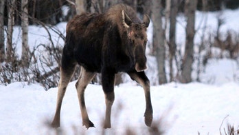 Alaska residents warned to give grumpy moose their space