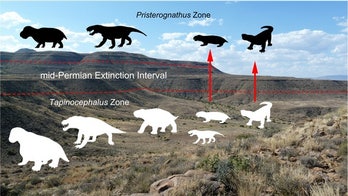 'Proof' of little-known mass extinction found