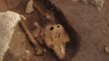 Surprise find: Dolphin bones unearthed in medieval island 'grave'