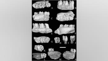 Teeth in Israeli desert spur discovery of new rodent species