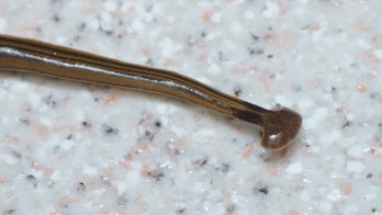 Massive 18-inch hammerhead worms are invading France