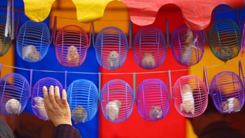 Corn-eating hamsters cannibalize their young
