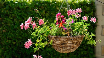 How the plants around your home may affect your life span