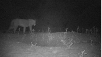 Huge population of endangered lions found in Ethiopia