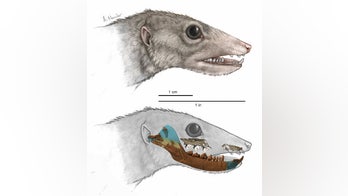 Ancient mouse-size creature uproots mammal family tree