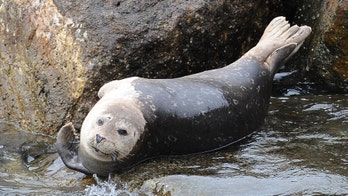 NOAA declares seal die-off as 'unusual mortality event'