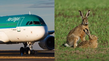 Aer Lingus flight turns back after possibly sucking hare into engine
