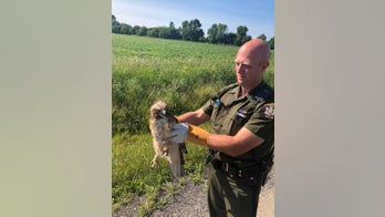 Red-tailed hawk struck by vehicle rescued in upstate New York