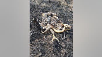 Hawk trying to grab snake caused 40-acre brush fire in Montana, fire crews say