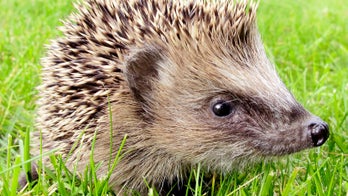 Move over, cats: Hedgehog cafe opens in Tokyo
