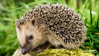 Hedgehogs' raucous mating ritual keeping Germans up at night